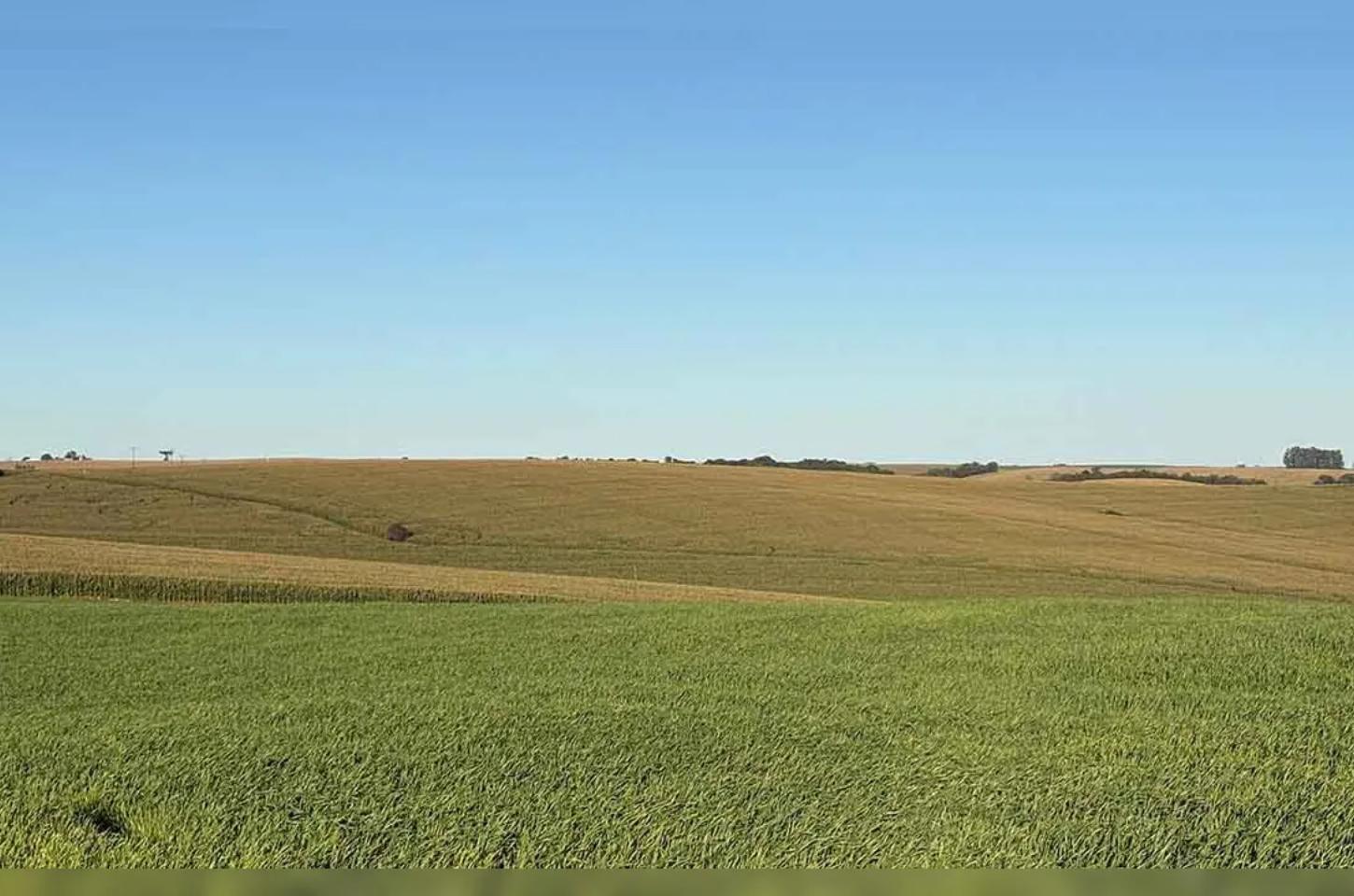 Trigo encerra plantio e milho projeta safra acima da média na região de Ivaiporã