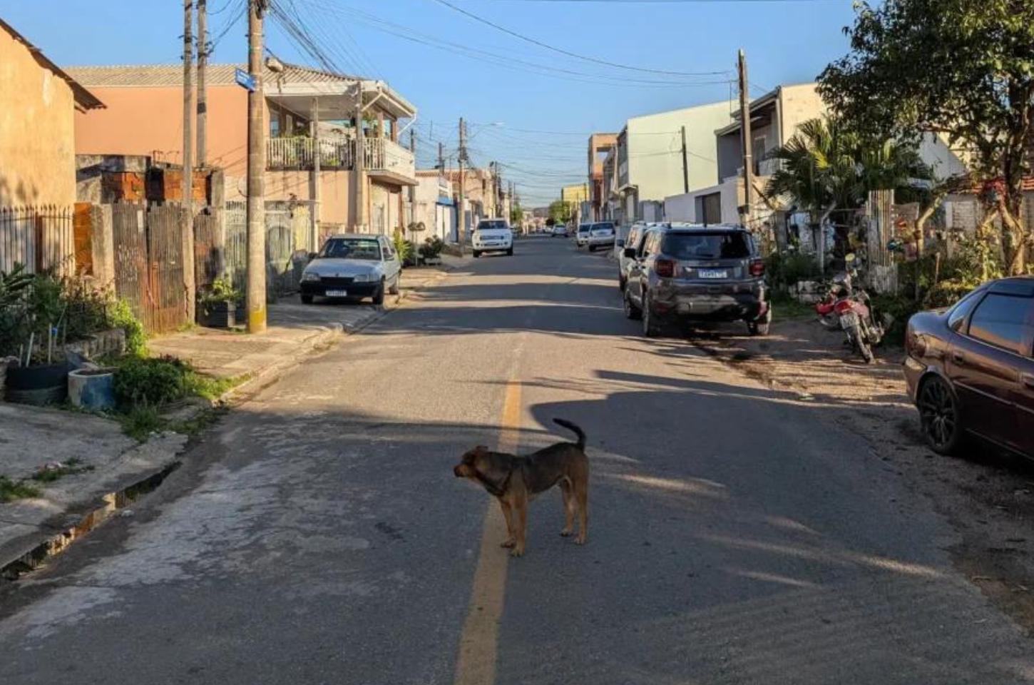 Menina de 12 anos é mordida por cachorro solto em rua de Bom Sucesso
